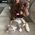 Charley Harper Lily and Storm - @charley.n.thegirls - Instagram