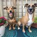 Charley &amp; Henry Lukas - Facebook