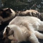 Charley And Henry - @charley_henry_cats - Instagram