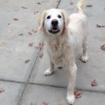 Charley Henry Katon - @charleys.golden.years - Instagram
