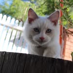 Henry & Charley Perth WA - @henry_and_charley - Instagram