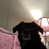 Charley Howard - @charley_howard_ - TikTok
