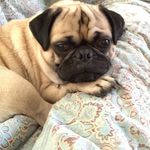 Romeo, Charley & Joy - @romancingthepugchews - Instagram