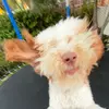 charleyluengo - @charleyluengo - TikTok