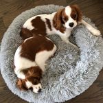 Charley & Riley🐶🐶 - @lifeofcharleyandriley - Instagram