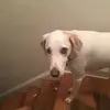 Charley Cici Riley - @charley_good_dog - TikTok
