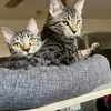 Charley&Riley - @charleyriley47 - TikTok