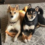 Charlie And Riley - @charlienarvaez - Instagram