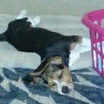 Charley - @charley_rowe_dog - Instagram