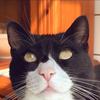 Charley_ShoRTs - @charleyshorts - TikTok
