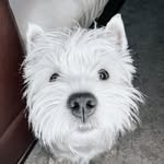 Westie | Charley 🇺🇦 - @charley.westie - Instagram