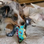 Westley + Charley - @westley.and.charley - Instagram