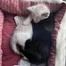Charli Williams - Facebook
