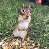 Charlie - @charliethechipmunk - TikTok