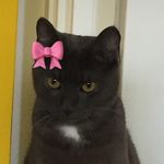bean - @charlie_beans20 - Instagram