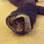 Charlie Bean - @charlie_raleigh_cat - Instagram