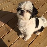 Charlie Bean - @bean.the.shihtzu - Instagram