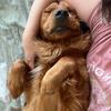 Charlie Bean - @charliebeanthegolden - TikTok