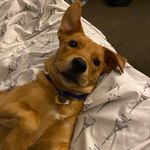 charlie bean 🐕❤️‍🩹 - @charliebacchi - Instagram