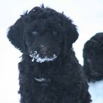 Charlie Bean (F1B) and Lady Belle (F1) - @charlie_bean_and_lady_belle - Instagram