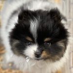 Charlie Littleton Bean - @charlie_bean_the_pom - Instagram