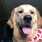 Charlie The Golden - @charliebeanthegolden - Instagram