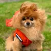 Charlie - @charliebearpom - TikTok