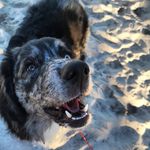 Charlie - @_.charlie_bear_ - Instagram