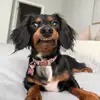 CHARLIE BEAR - @charlie.bear.the.weenie - TikTok