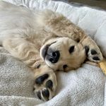 Charlie Bear - @creamcharliebear - Instagram