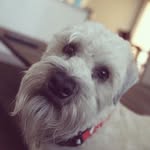 Charlie Bear - @charburgerz - Instagram