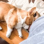 CHARLIE BEAR - @mycorgicharlie - Instagram