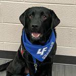 Charlie Bear - @charlie_bearlf - Instagram