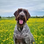 Charlie Bear - @charlie_gwp - Instagram