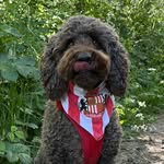 charlie bear - @charliebearmorgan69 - Instagram