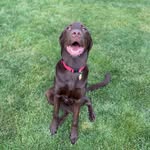 Charlie Bear - @charlie_bear614 - Instagram