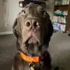 Charlie Bear - @charlie_bear614 - TikTok
