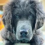 Charlie Bear - @newfoundcharlie - Instagram