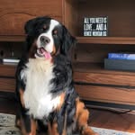 Charlie Bear - @charliebearbmd - Instagram