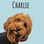 Charlie Bear 🐾 - @charlie_bear_cockapoo_xo - Instagram