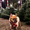 Charlie Bear ❌ - @charlie_bear_frenchie - TikTok