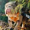Charlie Bear 🧸 - @charlie.bear1216 - TikTok