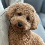 Charlie-Bear Floof 🐾 - @lord_floofington - Instagram