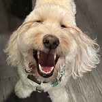 charlie bear🐻| goldendoodle - @minidood_charlie - Instagram