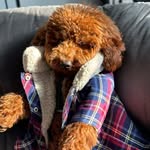 Charlie Bear Williams 🐶 - @charlielastnamewilliams - Instagram