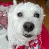 charliebear - @charliebear404 - TikTok