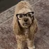 Charliebear - @nikkiandcharliebear - TikTok