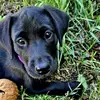 Lilly the British Lab💜🐾 - @charliebear1228 - TikTok