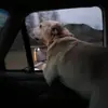 A Dog named Buddy - @charlie_thbuck - TikTok