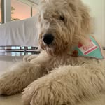 Charlie Dolan - @charlie_the_goldendoodle08 - Instagram